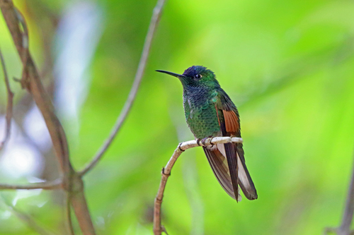 Eupherusa cyanophrys