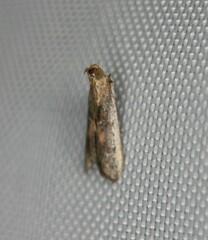 Honora montinatatella