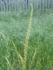 Reseda luteola