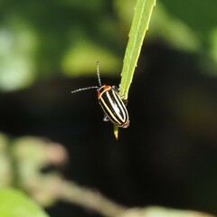 Disonycha pensylvanica