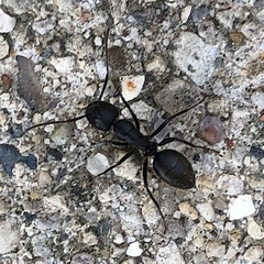Camponotus pennsylvanicus