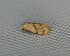 Platphalonidia felix