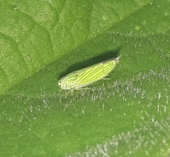 Graphocephala cythura