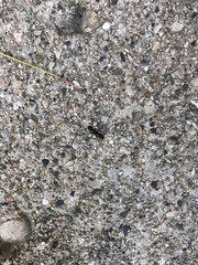 Camponotus pennsylvanicus