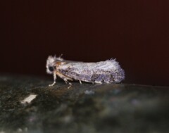 Amydria margoriella