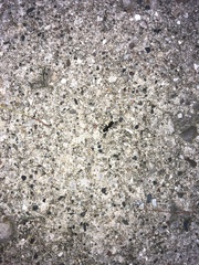 Camponotus pennsylvanicus