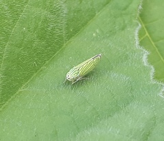 Graphocephala cythura