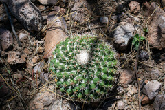 Mammillaria wagneriana