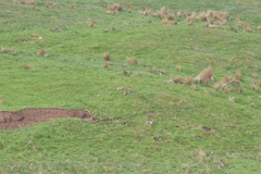 Lepus timidus hibernicus
