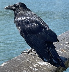 Corvus corax principalis