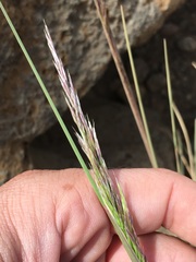 Deschampsia nubigena
