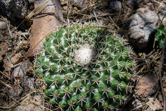 Mammillaria wagneriana