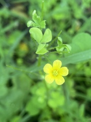 Oxalis