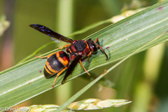 Euodynerus crypticus