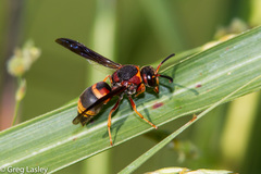 Euodynerus crypticus