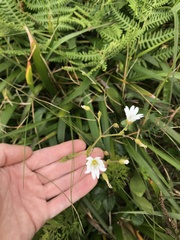 Cerastium velutinum