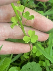 Oxalis