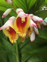Alpinia nutans