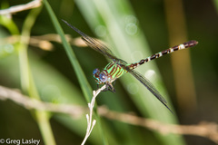 Erpetogomphus eutainia