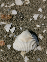 Anadara kagoshimensis