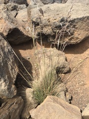 Deschampsia nubigena