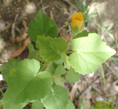 Abutilon sonneratianum