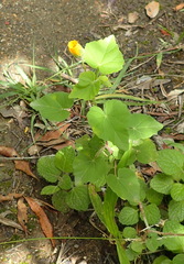 Abutilon sonneratianum