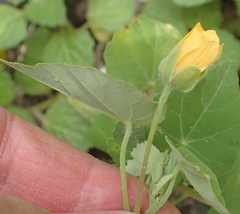 Abutilon sonneratianum