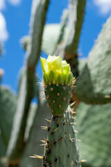 Opuntia durangensis