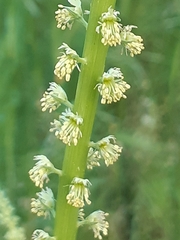 Reseda luteola
