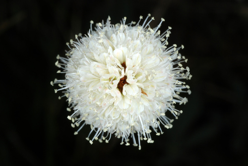American bistort (Polygonum bistortoides)