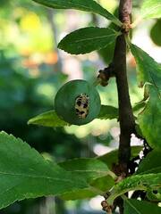Harmonia axyridis