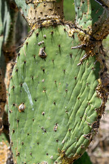 Opuntia durangensis