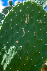 Opuntia durangensis