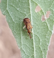 Baliosus vittaticollis