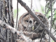 Strix occidentalis occidentalis