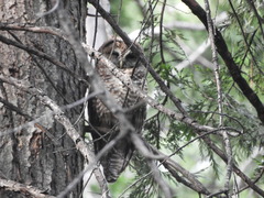 Strix occidentalis occidentalis