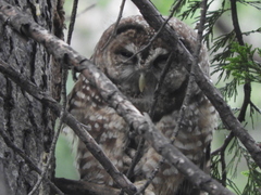 Strix occidentalis occidentalis