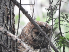 Strix occidentalis occidentalis