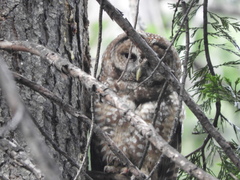 Strix occidentalis occidentalis