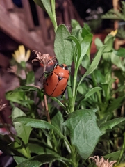 Pelidnota punctata