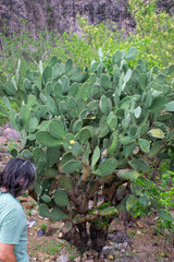 Opuntia durangensis
