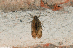 Melanoliarus placitus