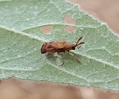 Baliosus vittaticollis