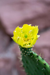Opuntia durangensis
