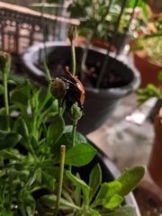Pelidnota punctata