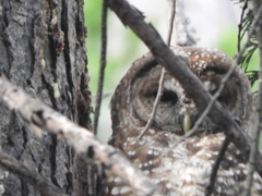 Strix occidentalis occidentalis