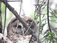 Strix occidentalis occidentalis