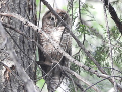Strix occidentalis occidentalis