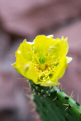 Opuntia durangensis